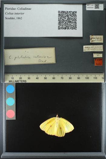 Media type: image;   Entomology 5081